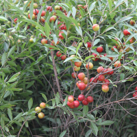 李子苗，鈣果、花椒苗