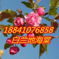 5萬株白蘭地海棠苗