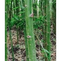 供應(yīng)：大量柳樹、國槐苗、杏樹苗、核桃苗等綠化苗