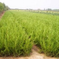 供應(yīng):龍柏，塔柏，檜柏,櫻花，西湖海棠，蜀檜