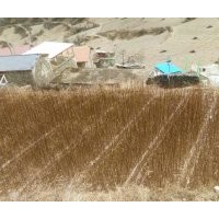 出售高山柳苗，價(jià)格面議，質(zhì)量保證