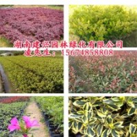 長(zhǎng)沙金邊黃楊杯苗批發(fā)價(jià)格