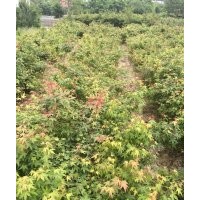 雞爪槭小苗