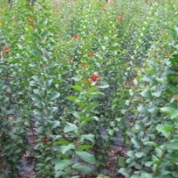 紫薇樹苗批發(fā)，紫薇樹苗價(jià)格，上海虹碩苗木種植基地