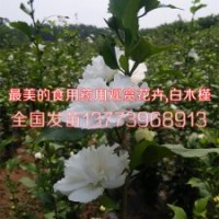 2016新上白花木槿苗價(jià)格白花藥用木槿花苗
