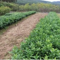 來賓東方紅桔小苗供應(yīng)哪個基地好