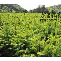 40-50公分營(yíng)養(yǎng)杯云杉苗大量出售