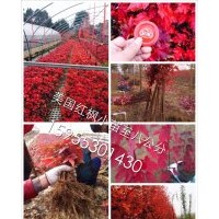 專業(yè)銷售：美國紅楓：秋火焰丶紅冠丶紅點(diǎn)、十月光輝：丿