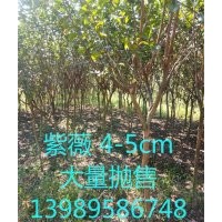 紫薇4-5cm