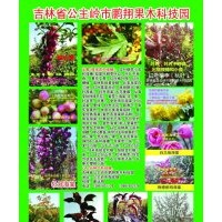 出售新品種彩葉樹，北美海棠，紅葉稠李，果樹苗，金葉榆