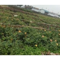 南陽珍奇月季大量供應月季袋裝苗