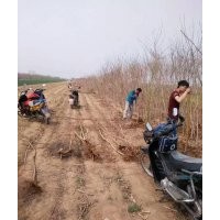 低價(jià)供應(yīng)：五角楓，元寶楓，五角楓苗，元寶楓苗