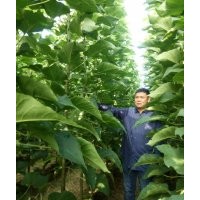 安徽御楸園林出售楸樹1-6公分，政府扶植，價格低