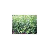 供應花椒苗 鈣果苗 北欒
