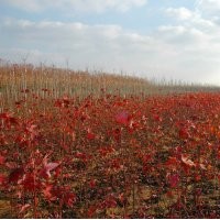 供應(yīng)1-3公分美國紅楓