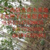 桂花小苗-廣西桂花小苗-廣西桂花苗供應(yīng)