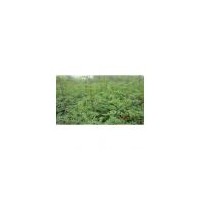 山西花椒苗 大紅袍花椒苗報(bào)價(jià)