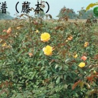 藤本月季、月季批發(fā)、中苗供應、就近發(fā)貨