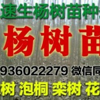 騰地處理?xiàng)顦涿纾?07 108 中林46速生楊楊樹苗給錢就賣，處理大量