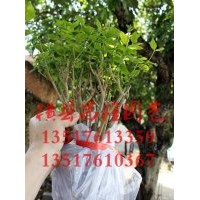 供應山東濟南雙瓣茉莉花苗