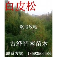 雪松 油松 白皮松