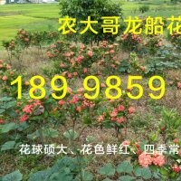 小欖龍船花批發(fā)