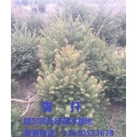 出售云杉、,樟子松,糖槭
