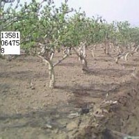 金銀花、四季花苗、枸杞苗