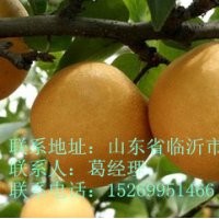 晚秋黃梨，超晚成熟的梨樹苗，梨樹苗價格，0.7到8公分梨樹苗