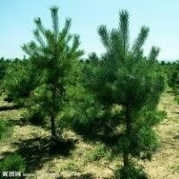 常年出售樟子松樹苗