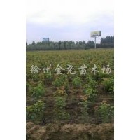 100萬株三角楓小苗