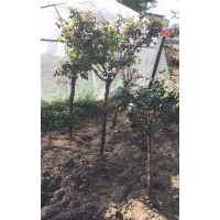 綠化月季，占地月季