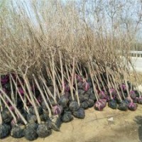 出售櫻花樹苗帶土球發(fā)貨，工程綠化苗