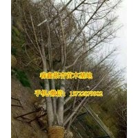 29公分銀杏樹價格|銀杏樹價格|睿鑫銀杏(圖)