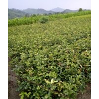 江西一年生桂花綠化苗，江西杜英大苗，江西桂花樹多