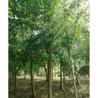 大量長(zhǎng)期供應(yīng)各種規(guī)格叢生或單桿五角楓