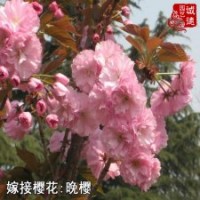 初春開花樹苗櫻花重瓣晚櫻花小苗多種規(guī)格基地直銷
