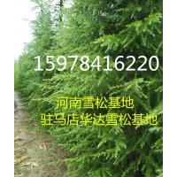 駐馬店雪松小苗基地、13526392646、河南雪松小苗價(jià)格
