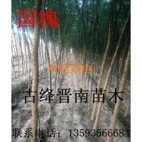 供應(yīng)大量國(guó)槐 香花槐 刺槐