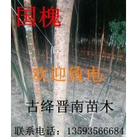 出售國槐