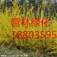 供應(yīng)山西10-15公分連翹小苗價(jià)格