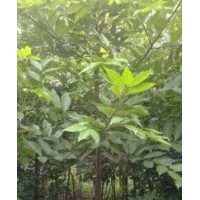 1、2、3、4、5天竺桂大量供應