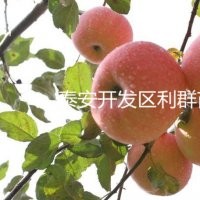 蘋果苗價格 2015蘋果樹苗