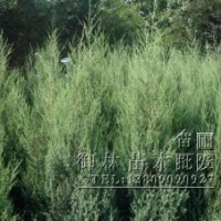 刺松，刺柏，塊柏，地柏龍柏苗圃苗木貨源充足