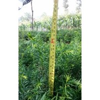 出售自種苗木：五味子苗，紅豆杉苗、核桃苗，云杉苗，等苗木。
