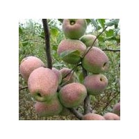 木瓜海棠苗供應(yīng)，木瓜苗價(jià)格-世源苗木