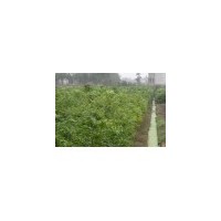 一年無患子小苗批發(fā)商|||