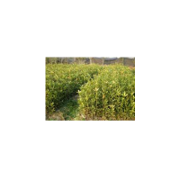 批發(fā)桂花小苗、一米高桂花小苗價(jià)格