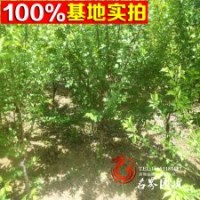 綠梅基地大量供應(yīng)銷售綠梅量大從優(yōu)