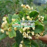 天香臺閣